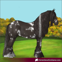 Horse Color:White Spotted Liver Chestnut 