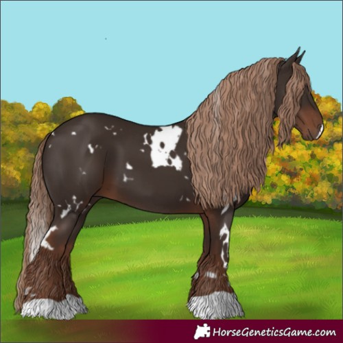 Horse Color:White Spotted Liver Chestnut 