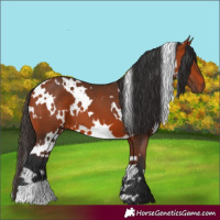 Horse Color:White Spotted Bay 