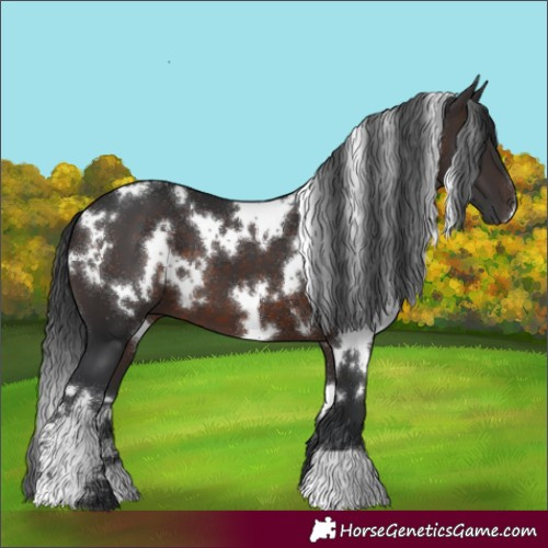Horse Color:White Spotted Brown 