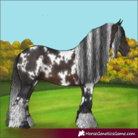 Horse Color:White Spotted Brown