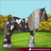 Horse Color:White Spotted Liver Chestnut 