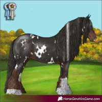 Horse Color:White Spotted Liver Chestnut