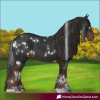Horse Color:White Spotted Liver Chestnut