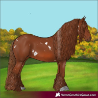 Horse Color:White Spotted Chestnut 