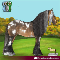 Horse Color:White Spotted Buckskin Rabicano 