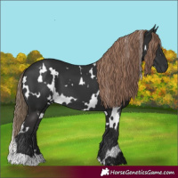 Horse Color:White Spotted Liver Chestnut