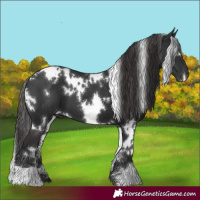 Horse Color:White Spotted Liver Chestnut