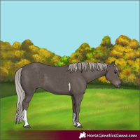 Horse Color:Silver Black Tobiano 