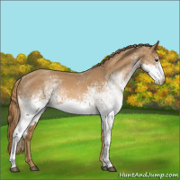Horse Color:White Spotted Red Roan 