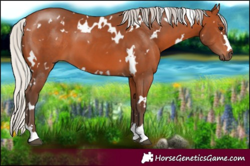 Horse Color:White Spotted Silver Bay 