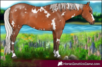 Horse Color:White Spotted Silver Bay 