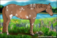Horse Color:White Spotted Chestnut 