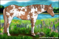 Horse Color:White Spotted Chestnut 