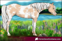 Horse Color:White Spotted Silver Amber Champagne