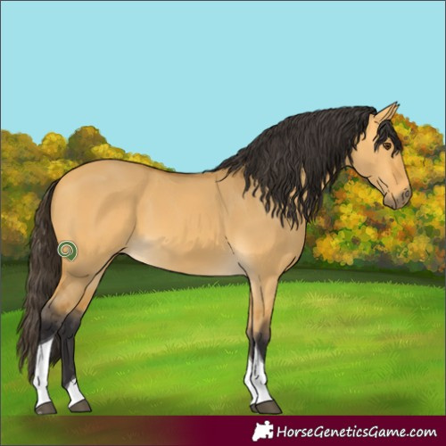 Horse Color:Buckskin Dun Tobiano 