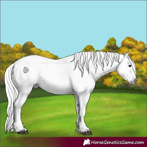 Horse Color:Gray Silver Black Tobiano 