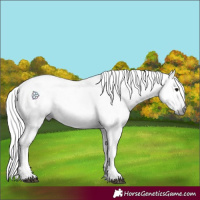 Horse Color:Gray Silver Black Tobiano