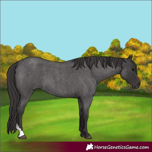 Horse Color:Smoky Blue Roan 