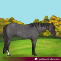 Horse Color:Smoky Blue Roan 