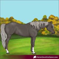 Horse Color:Silver Black Tobiano