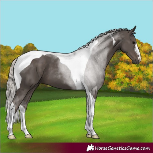 Horse Color:Silver Black Tobiano