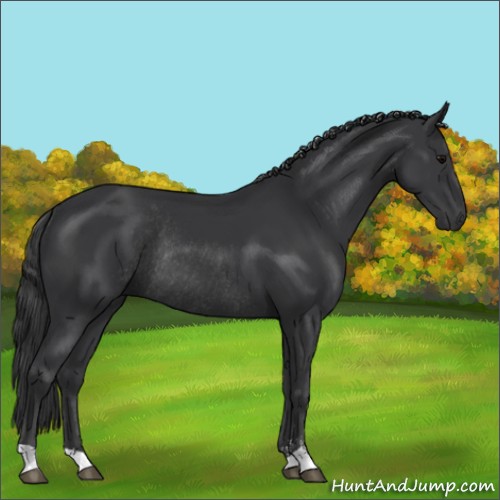 Horse Color:Black Sabino Rabicano 