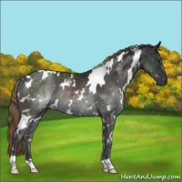 Horse Color:White Spotted Liver Chestnut Rabicano