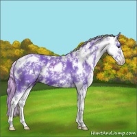 Horse Color:Watercolor Liver Chestnut Sabino Appaloosa 