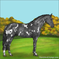 Horse Color:White Spotted Black Sabino Rabicano 