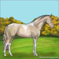 Horse Color:Chocolate Palomino Pearl Sabino Tobiano 