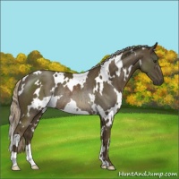 Horse Color:White Spotted Chocolate Palomino Rabicano