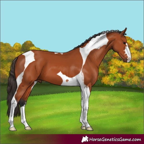 Horse Color:Bay Tobiano 