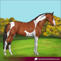 Horse Color:Bay Tobiano 