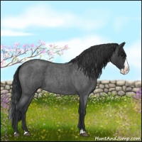 Horse Color:Blue Roan Splash 