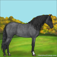Horse Color:Blue Roan Rabicano