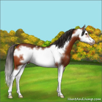 Horse Color:Bay Splash Frame
