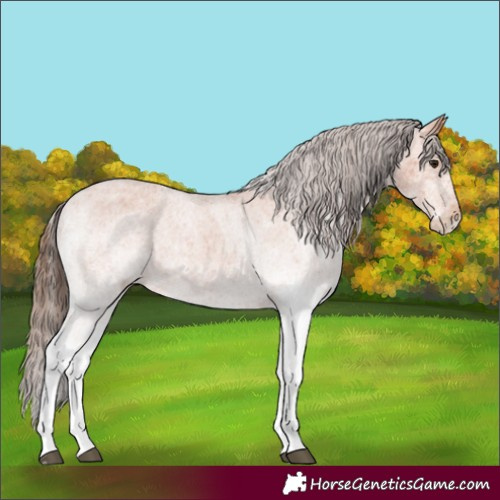 Horse Color:White Spotted Bay Appaloosa 