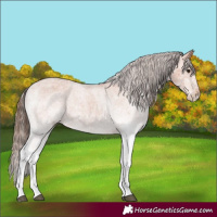 Horse Color:White Spotted Bay Appaloosa 