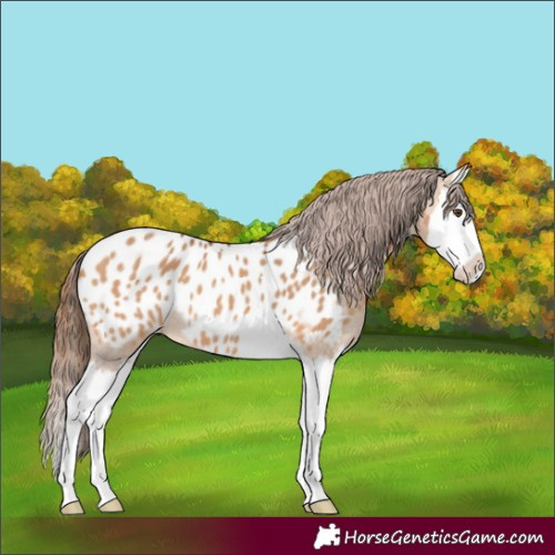 Horse Color:Bay Dun Splash Appaloosa 