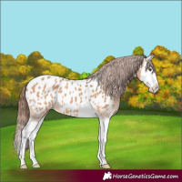 Horse Color:Bay Dun Splash Appaloosa 
