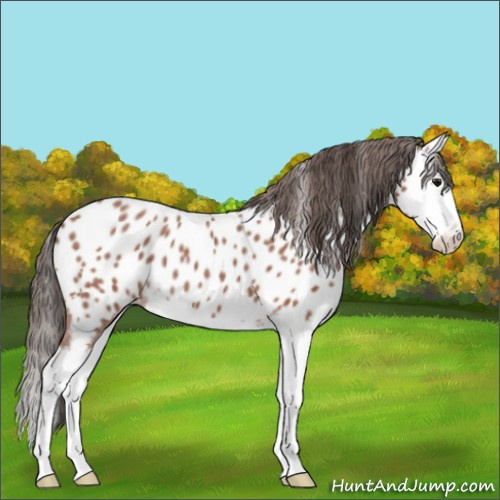 Horse Color:Bay Roan Splash Appaloosa 