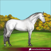 Horse Color:Gray Grullo Roan Appaloosa Rabicano 