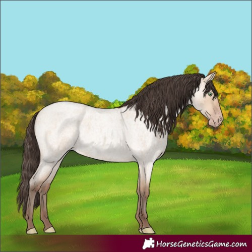 Horse Color:Amber Champagne Roan Dun 