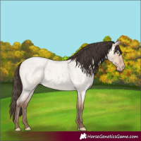 Horse Color:Amber Champagne Roan Dun