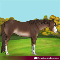 Horse Color:Liver Chestnut 