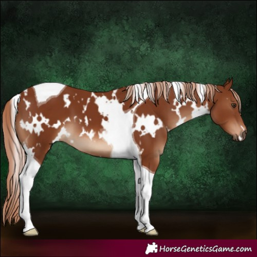 Horse Color:White Spotted Chestnut Tobiano
