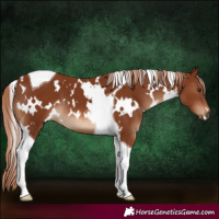 Horse Color:White Spotted Chestnut Tobiano 