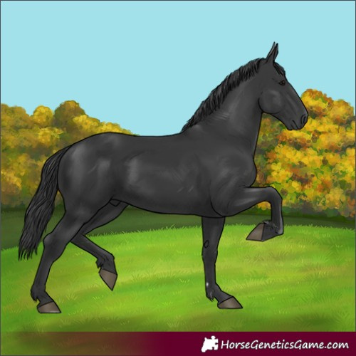 Horse Color:Black 