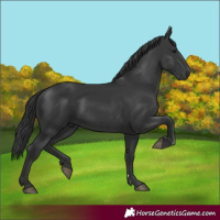 Horse Color:Black 